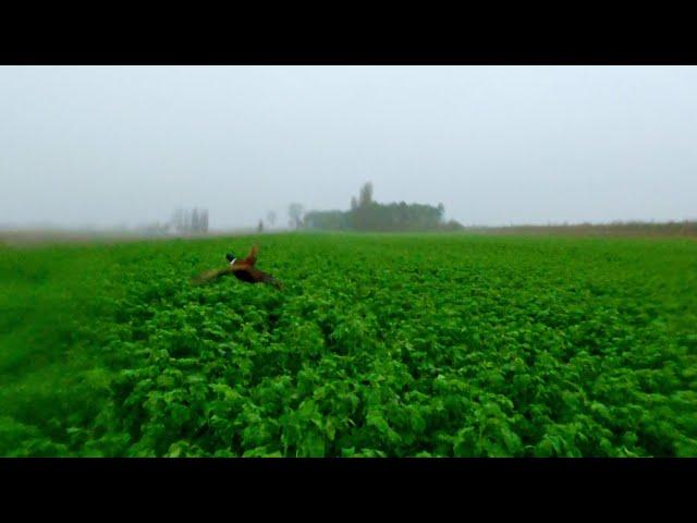 Hunting loads of pheasants in bad weather