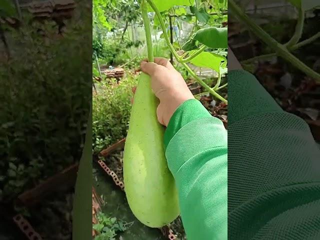 Picking fresh bottle gourd for soup 20.11: enjoy rural life, gardening & nature #nature #rurallife