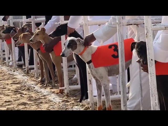 2024 Qatar Saluki Championship Race for 2km , Amazing Race , (March 9)