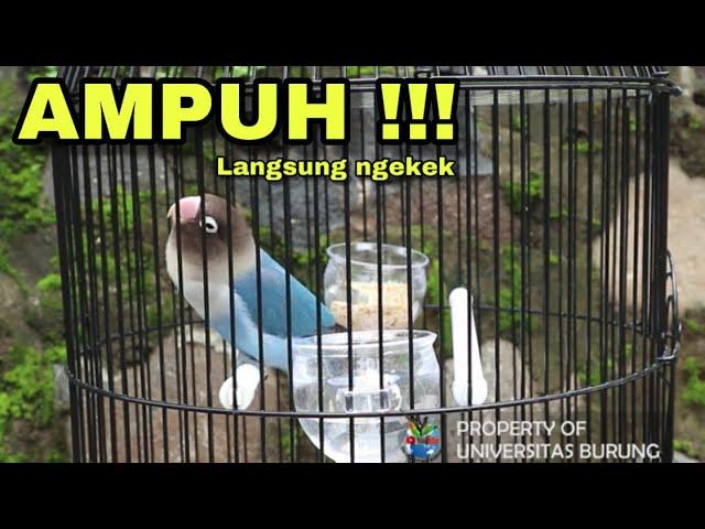 Pancingan Suara Lovebird ngekek panjang ASLI !!! 100 % Langsung Nyaut