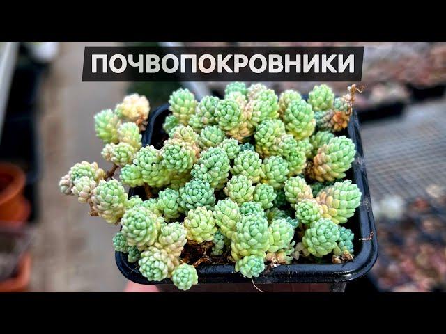 Почвопокровники Очитки и другие суккуленты в горшках с более крупными растениями