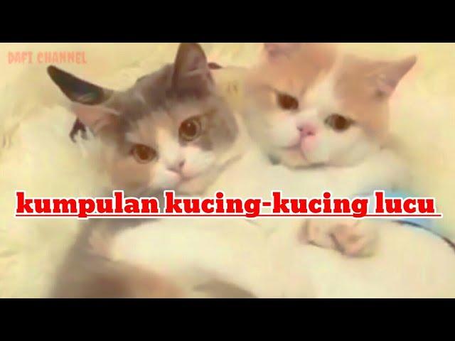 vidio lucu kucing; kumpulan kucing lucu bermain /dafi channel #kucinglucu #funnycats