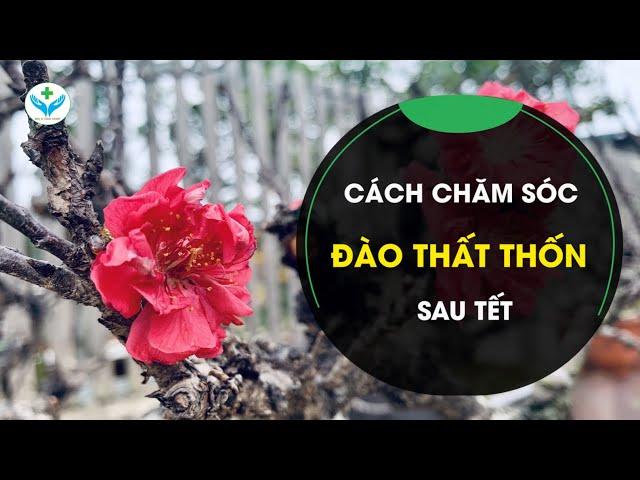 Cách chăm sóc Đào Thất Thốn sau Tết┃Nông Sản ND