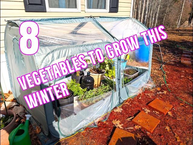 Winter garden tour. Vegetables and Herbs you should grow this winter for improved health