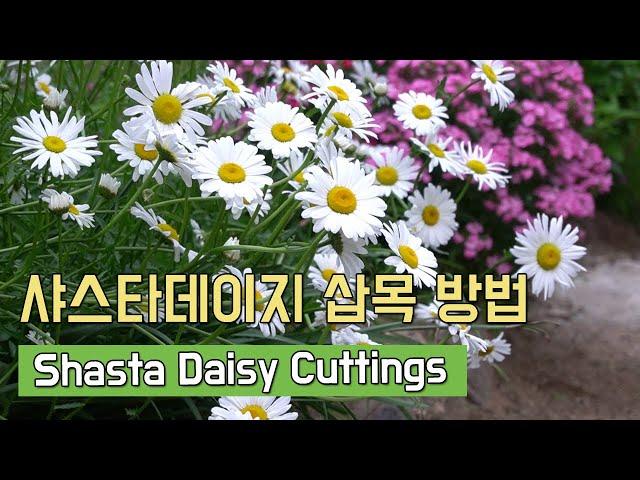 샤스타 데이지 삽목하는 방법 (Shasta Daisy Cuttings, シャスターデージーの挿し木の仕方)