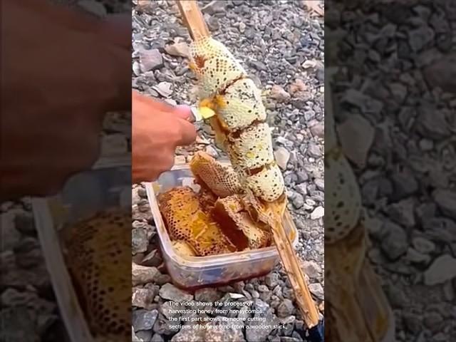 Honeycomb harvesting: extracting honey from honeycombs