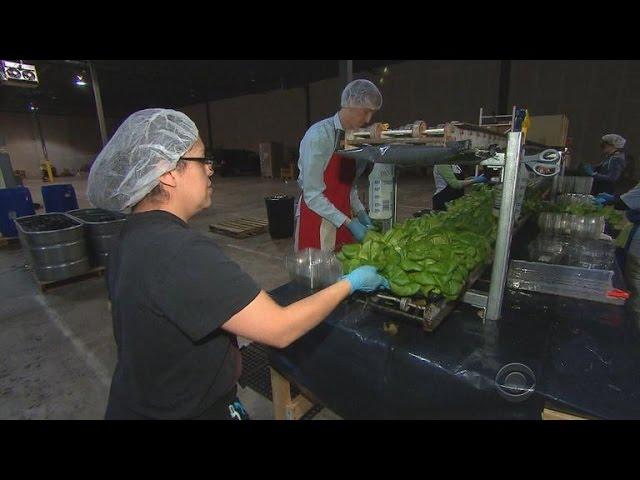 "Vertical Farms" -- A new way to grow