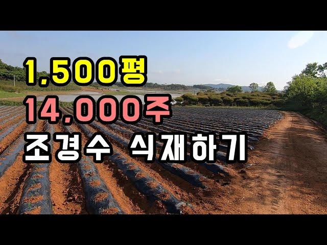 1,500평 땅에 유망조경수 14,000주 식재하기. 5년후 출하 목표. (블루엔젤, 문그로우, 블루애로우, 블루헤븐)