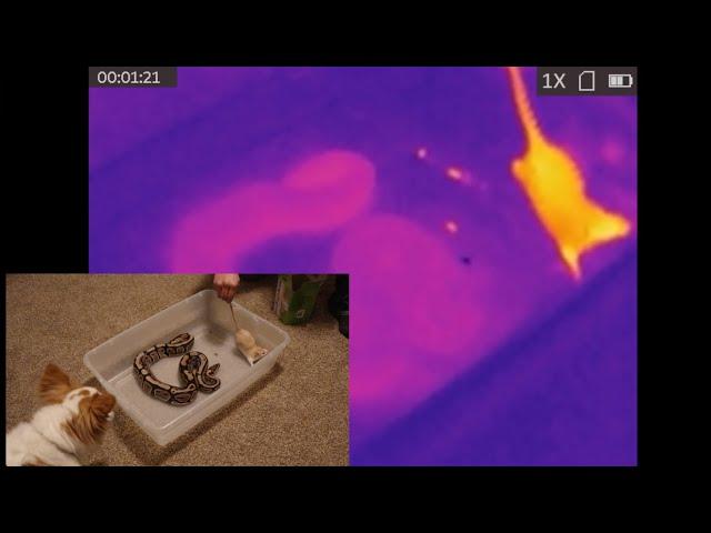 Python feeding under thermal vision