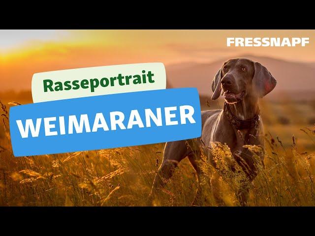 Rasseportrait: Weimaraner