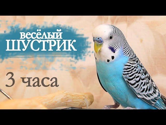 Волнистый попугай чирикает 3 часа