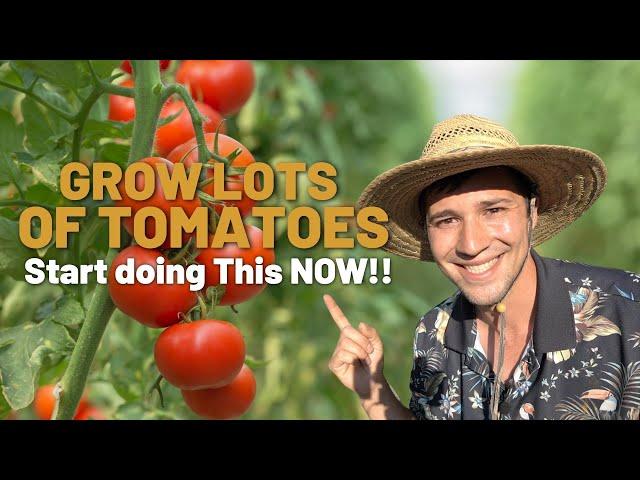This will Revolutionize the way YOU Grow Tomatoes!