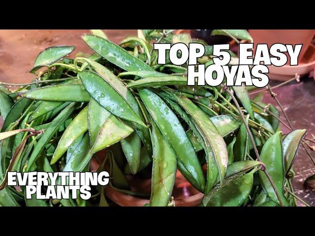 TOP 5 STUNNING AND EASY HOYAS FOR BEGINNERS | Rare And Common #hoya #houseplants #easycare