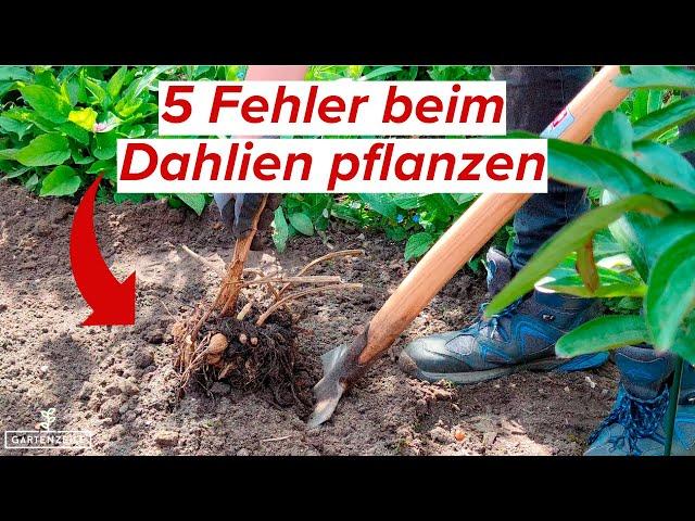 Dahlien pflanzen - Diese 5 Fehler unbedingt vermeiden!