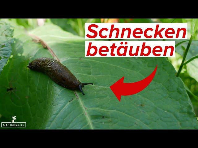 Schnecken vor dem Töten betäuben | Wenn es nicht mehr anders geht...