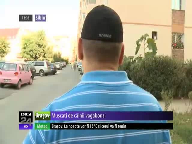 În Sibiu, câinii maidanezi ataca localnicii si turistii