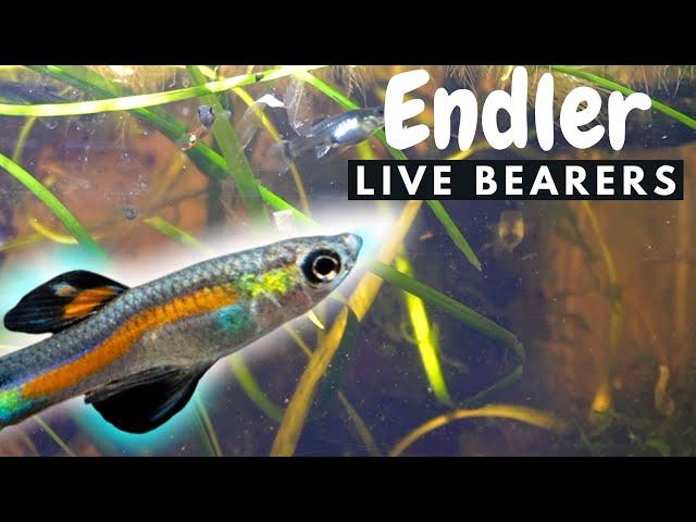 The PERFECT Beginner Fish for your aquarium - Endler Livebearers