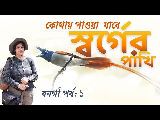 Indian Paradise Flycatcher | Indian Paradise Flycatcher Nest | Birds of Bangaon