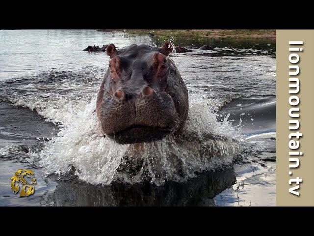  Hippo Attacks and Chase Wildlife Filmmaker | CAUGHT IN THE ACT 