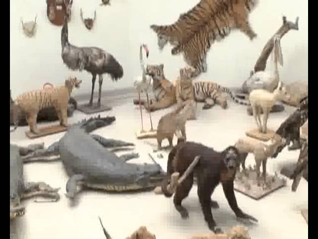 Lahore Zoo Embalm Animal Museum Pkg By Tazeen Malik City42