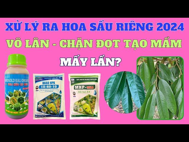 Hiểu về vô lân - chặn đọt tạo mầm | Thông tin cần cho xử lý ra hoa sầu riêng thuận vụ năm 2024