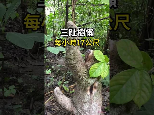 五種 世界上最慢的動物  #科普 #知識 #動物