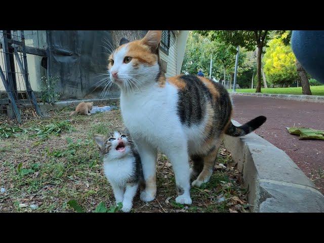 Kitten asking milk from her mommy