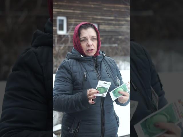 Самая большая капуста которую я сажала