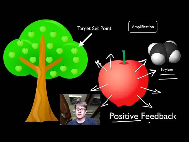 Positive and Negative Feedback Loops