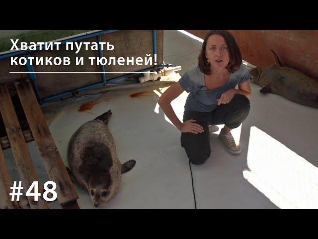 Хватит путать котиков и тюленей! // Всё как у зверей #48