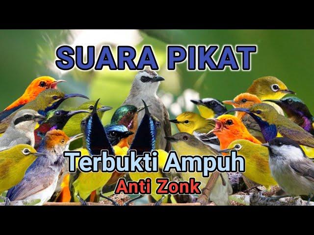 Terbukti Ampuh - Suara Pikat Semua Burung Kecil