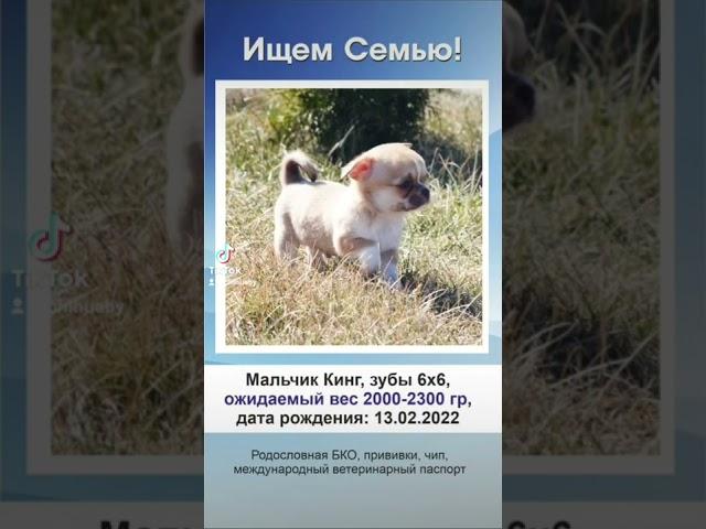 Чихуахуа щенки в поиске родителей, больше информации +375298592555