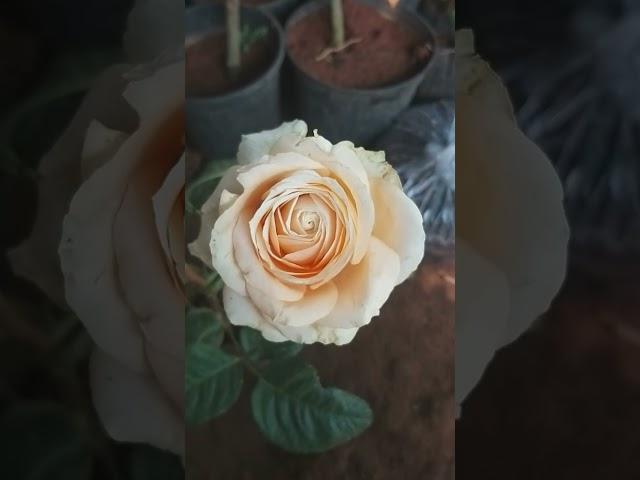 peach avalanche roses #trending #flowers #rose #viral #shorts