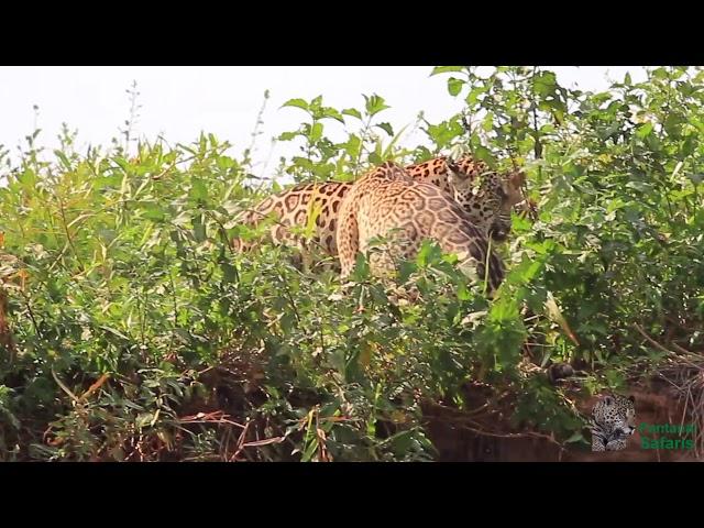 jaguar photography with Pantanal Safaris