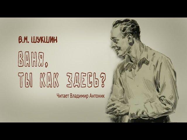 «Ваня, ты как здесь?». В.М.Шукшин. Аудиокнига. Читает Владимир Антоник