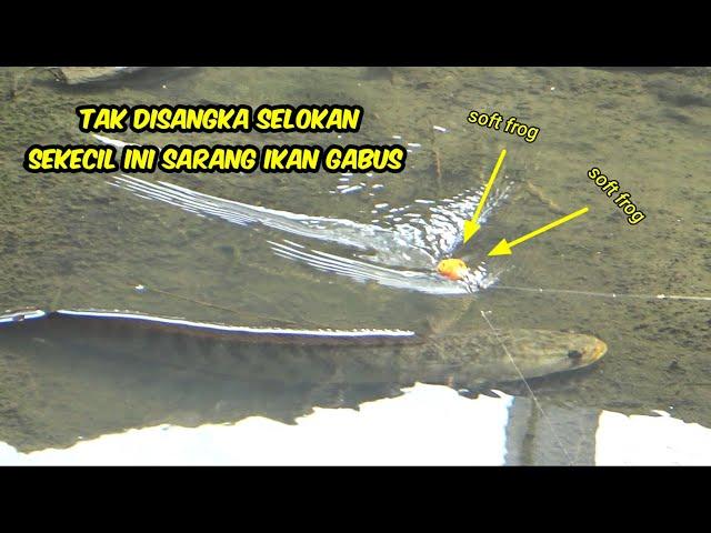 Rejeki Nomplok Nemu Sarang Ikan Gabus Di Selokan Umpan Jatuh Langsung Sambar