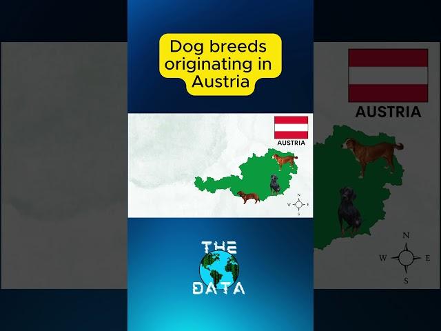 Dog Breeds originating in Austria #dogbreeds