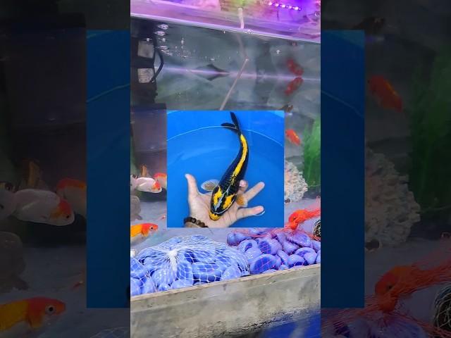 Sunday aquarium shop visit for subscriber ️ molly fish liya