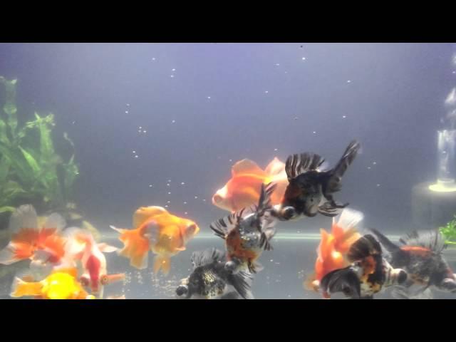 Telescope Butterfly Tail Goldfish Feeding Time