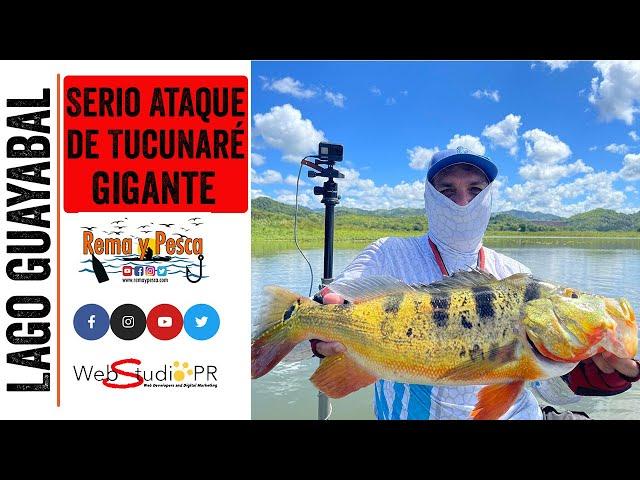 Pesca de #Tucunarés Gigantes y Rabiosos en Lago #Guayabal #RemayPesca #PeacockbassFishing