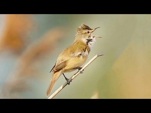 Great Reed Wrarbler Song! Great Reed Wrarbler Call! Carricero Tordal Canto-Acrocephalus Arundinaceus