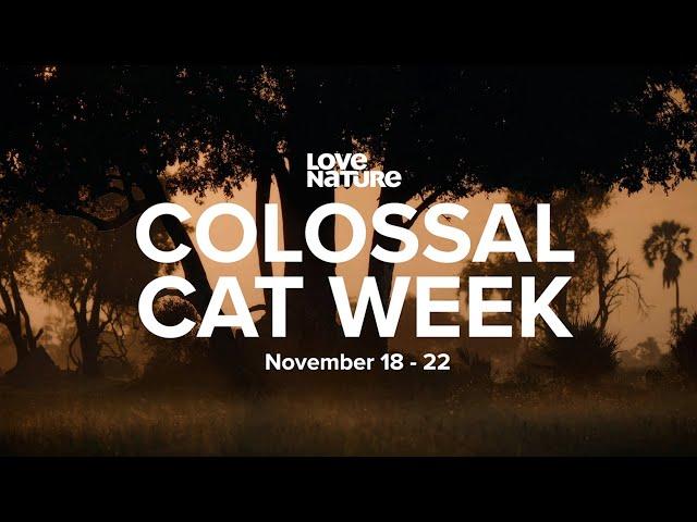 Something Epic Is Coming... #ColossalCatWeek