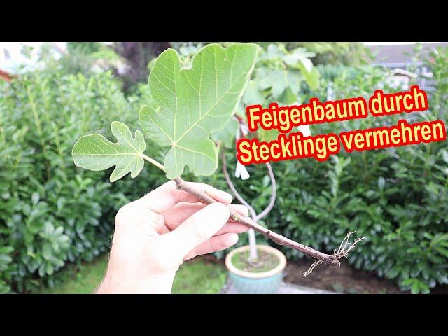 Feigen durch Stecklinge vermehren - Feigenbaum Ableger schneiden & bewurzeln