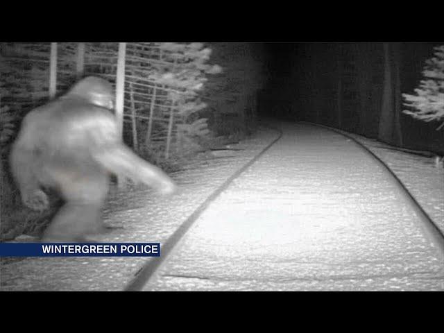 Wintergreen police weigh-in on Bigfoot sightings