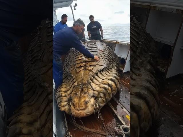 Giant Sea Monsters Caught by Fishermen! #GiantSeaCreatures #FishingDiscoveries #OceanMysteries