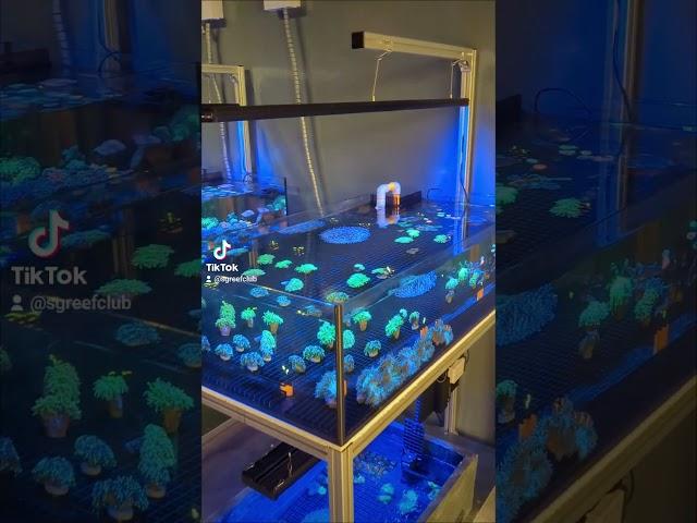 Room 194 new LFS in Singapore #src #sgreefclub #reefsg #sgreefers #sgreeftank #sgreef #reeftank