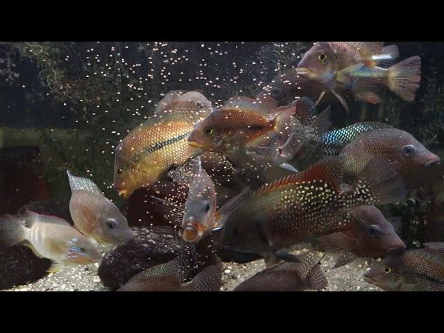 Costa Rican and Panamanian Cichlids feeding on  NorthFin's BugPro