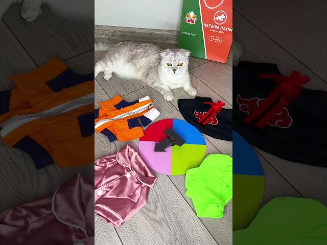 Как кошка Соня сделала такие глаза?
