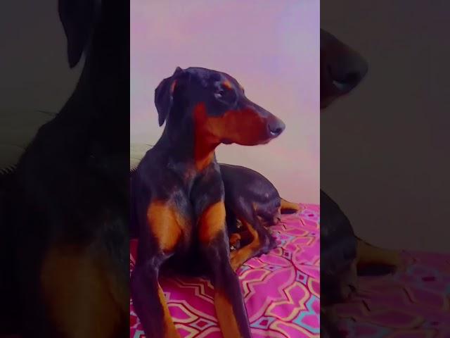 doberman #doglover🩷️