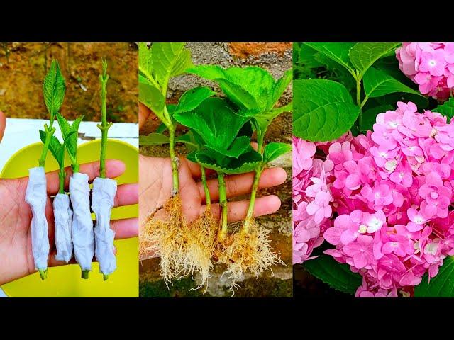 How to propagate hydrangea flower from cuttings using tissue paper || With 100% success